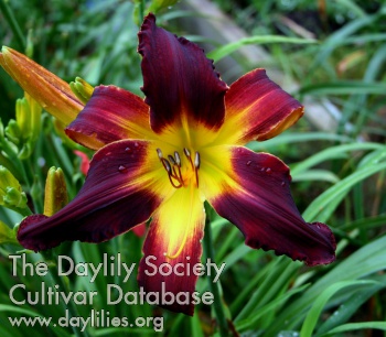 Daylily The Horn Blows at Midnight